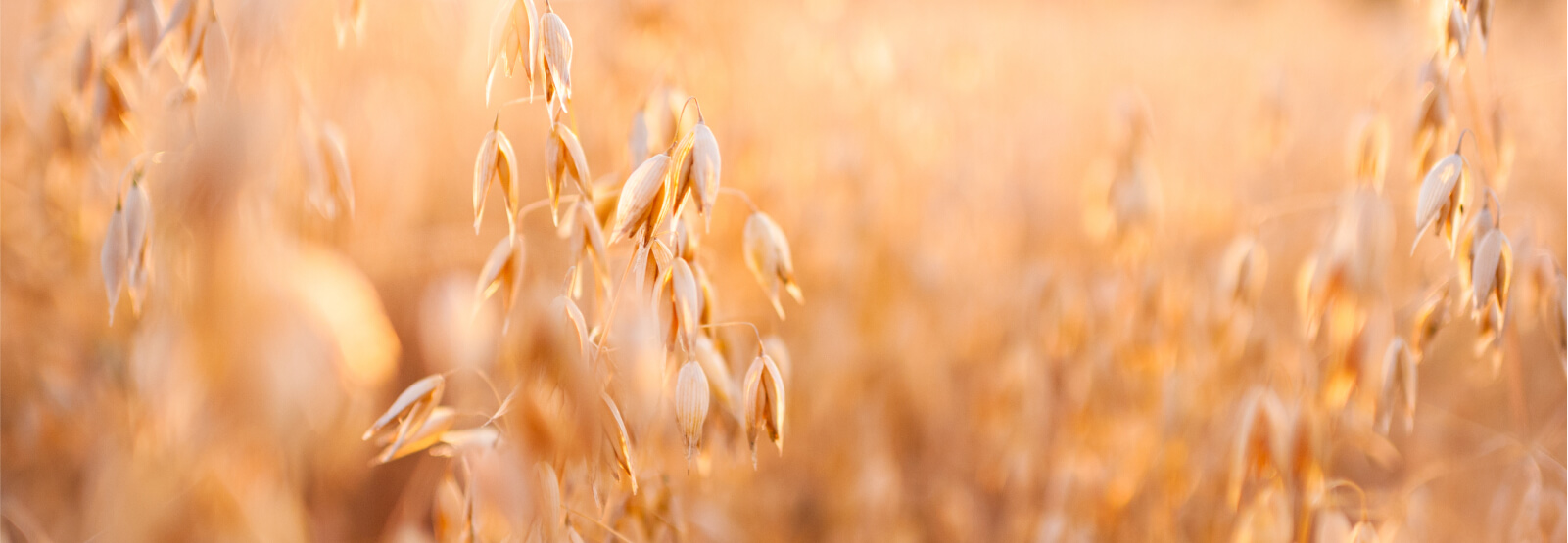 Close up view of oats in a field