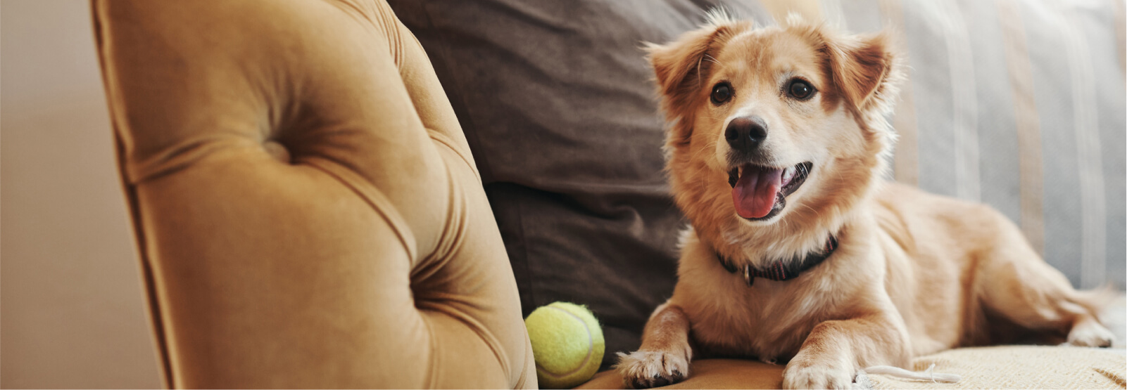 Dog laying on living room furniture